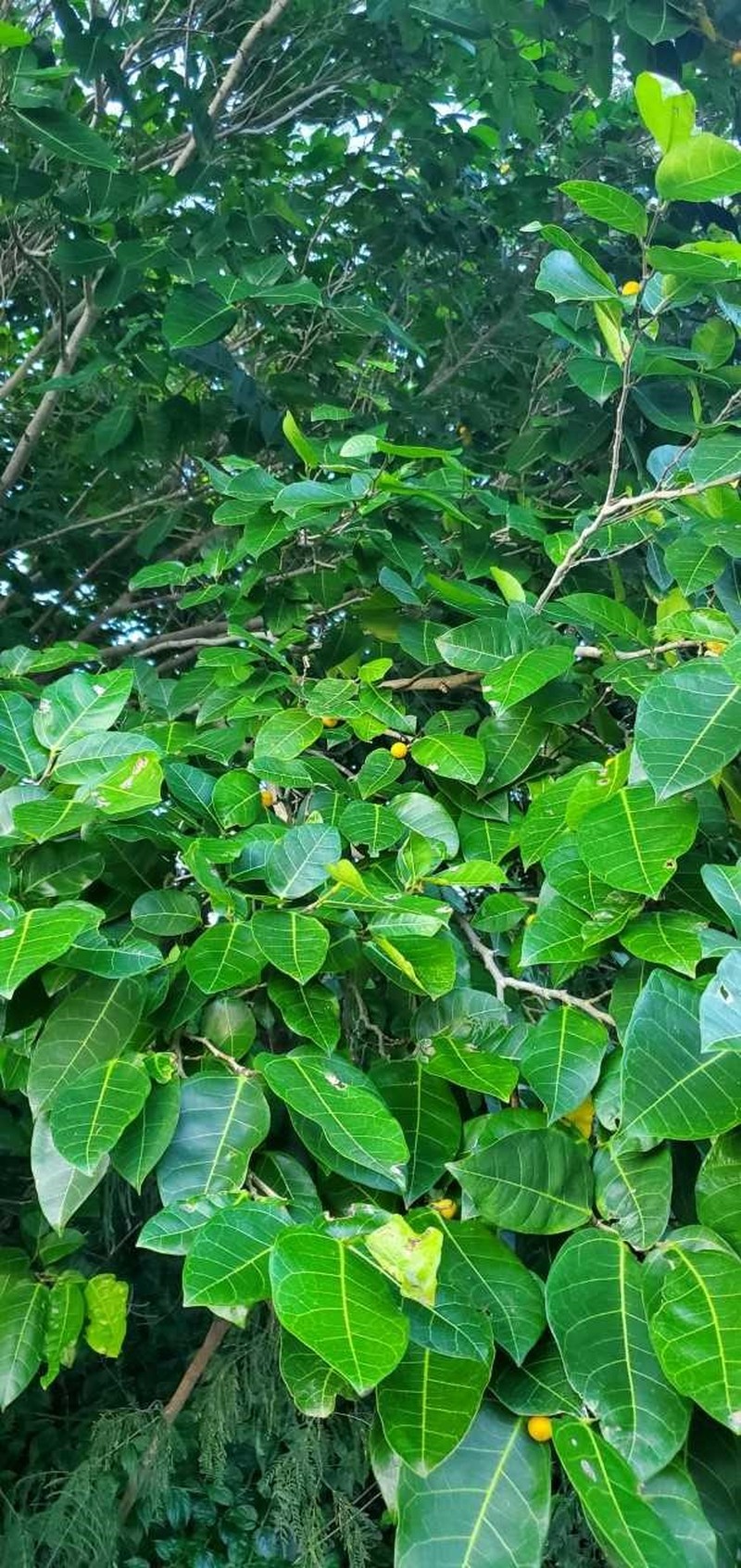 Fig photo 5
