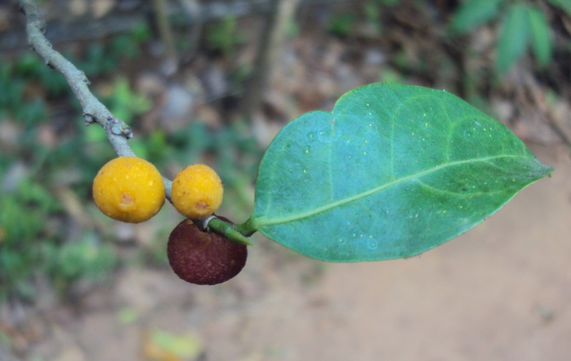 Fig photo 6