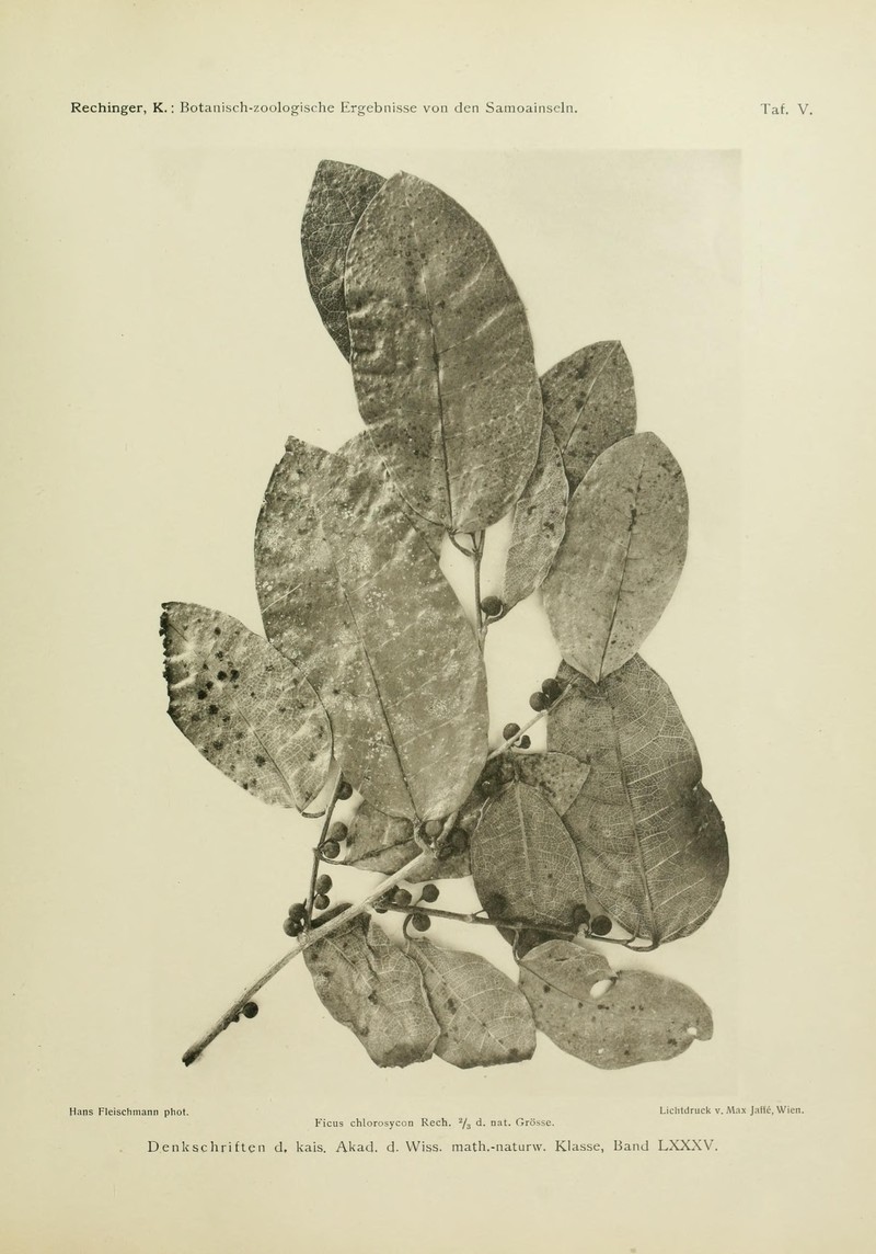 Fig photo 7