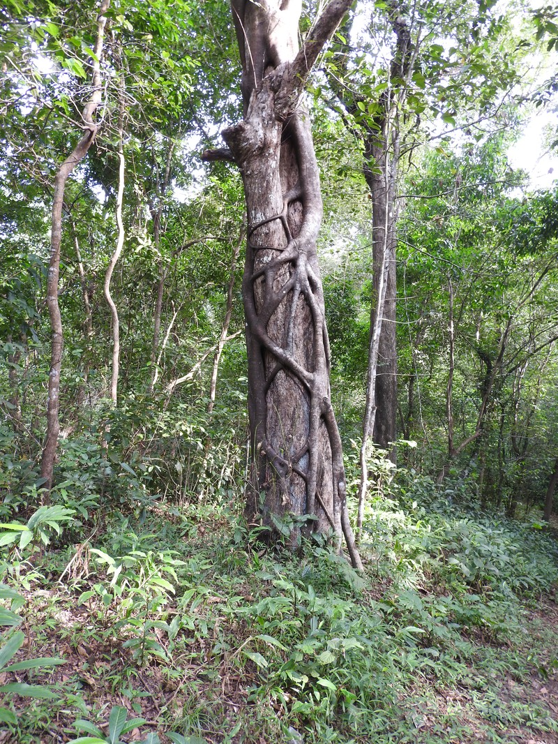 Fig photo 8