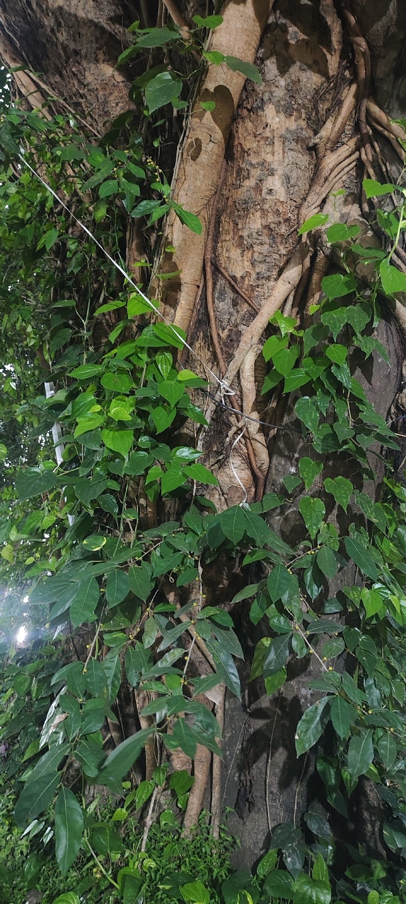 Ficus tinctoria subsp. gibbosa