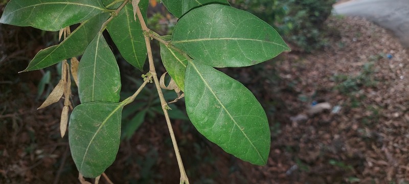 Ficus tinctoria subsp. gibbosa photo 2