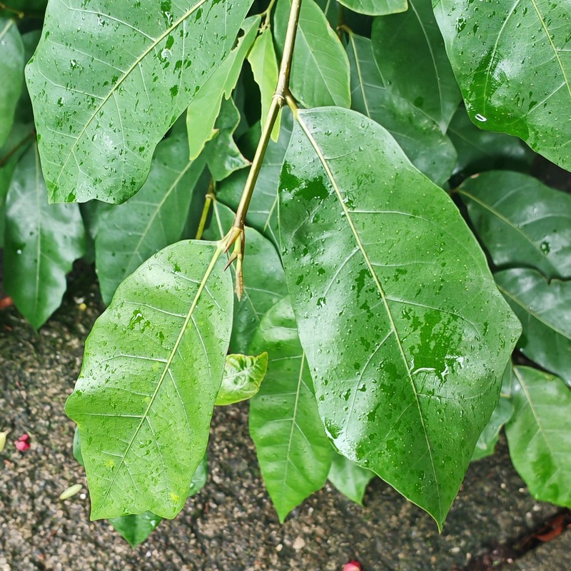 Ficus tinctoria subsp. gibbosa photo 3