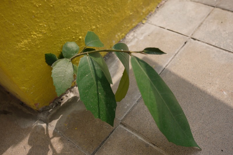 Ficus tinctoria subsp. gibbosa photo 4