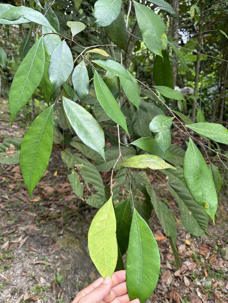 Ficus tinctoria subsp. gibbosa photo 5