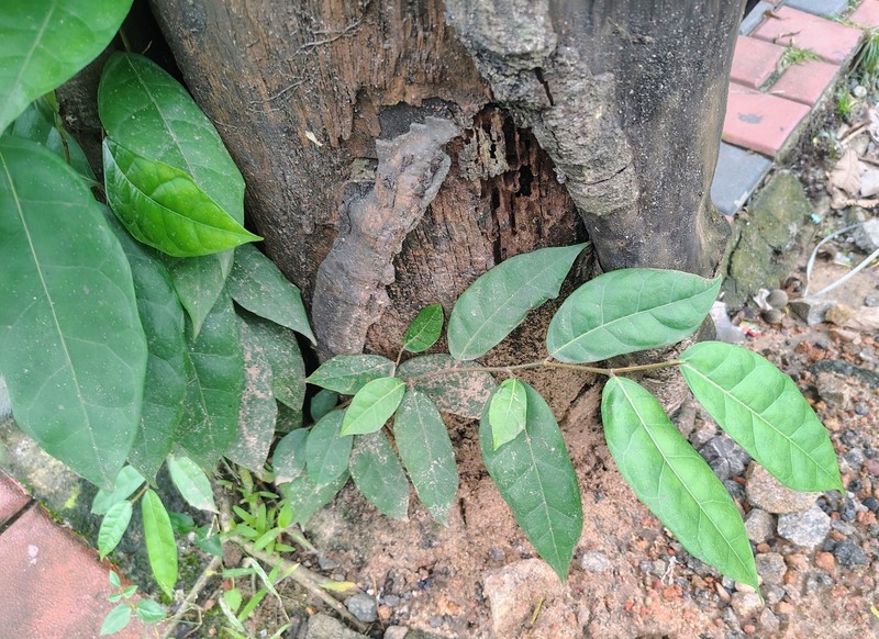 Ficus tinctoria subsp. gibbosa photo 6
