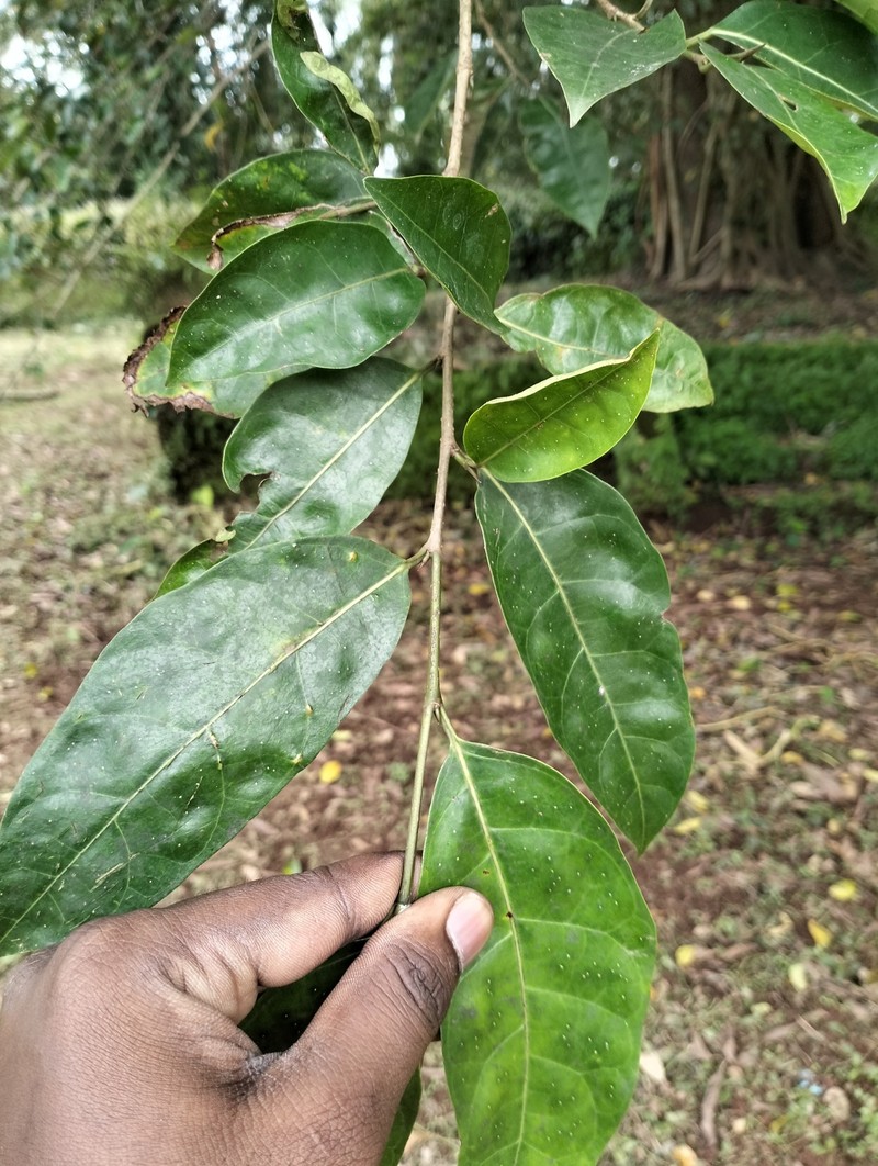 Ficus tinctoria subsp. gibbosa photo 7