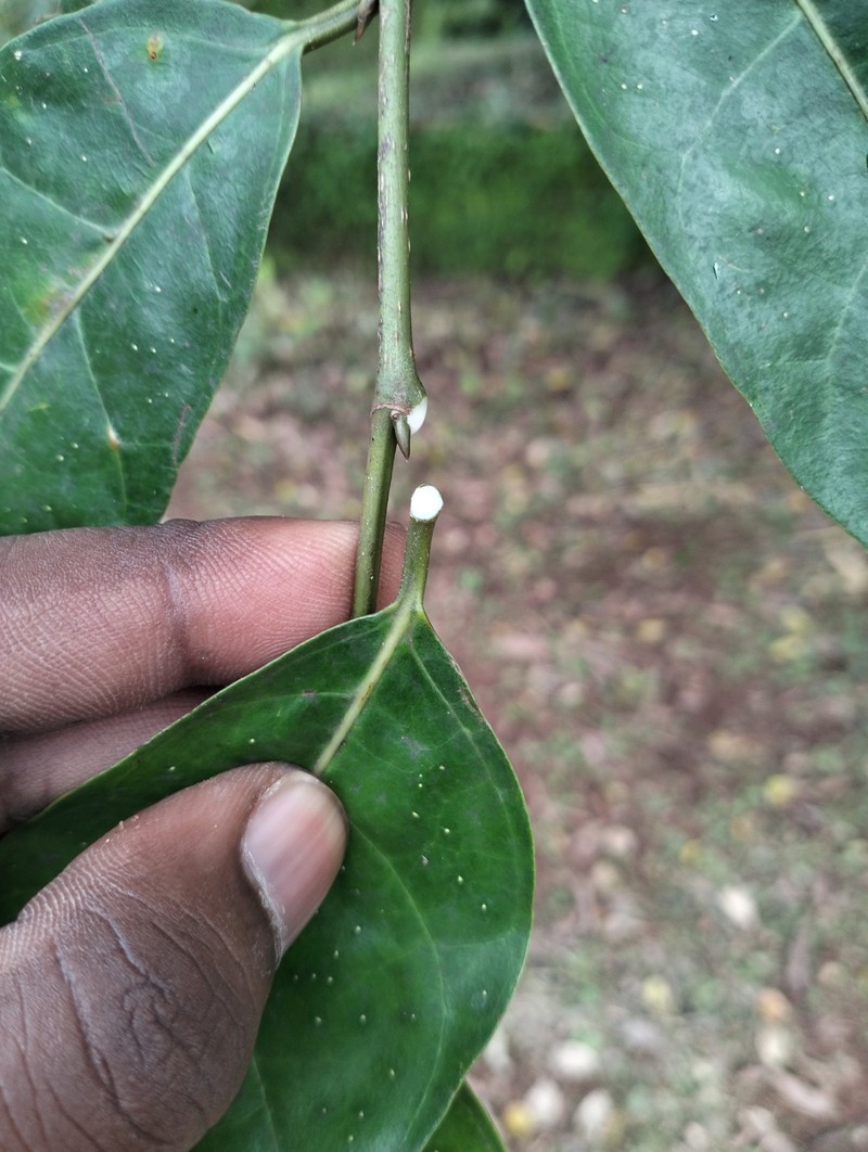 Ficus tinctoria subsp. gibbosa photo 8