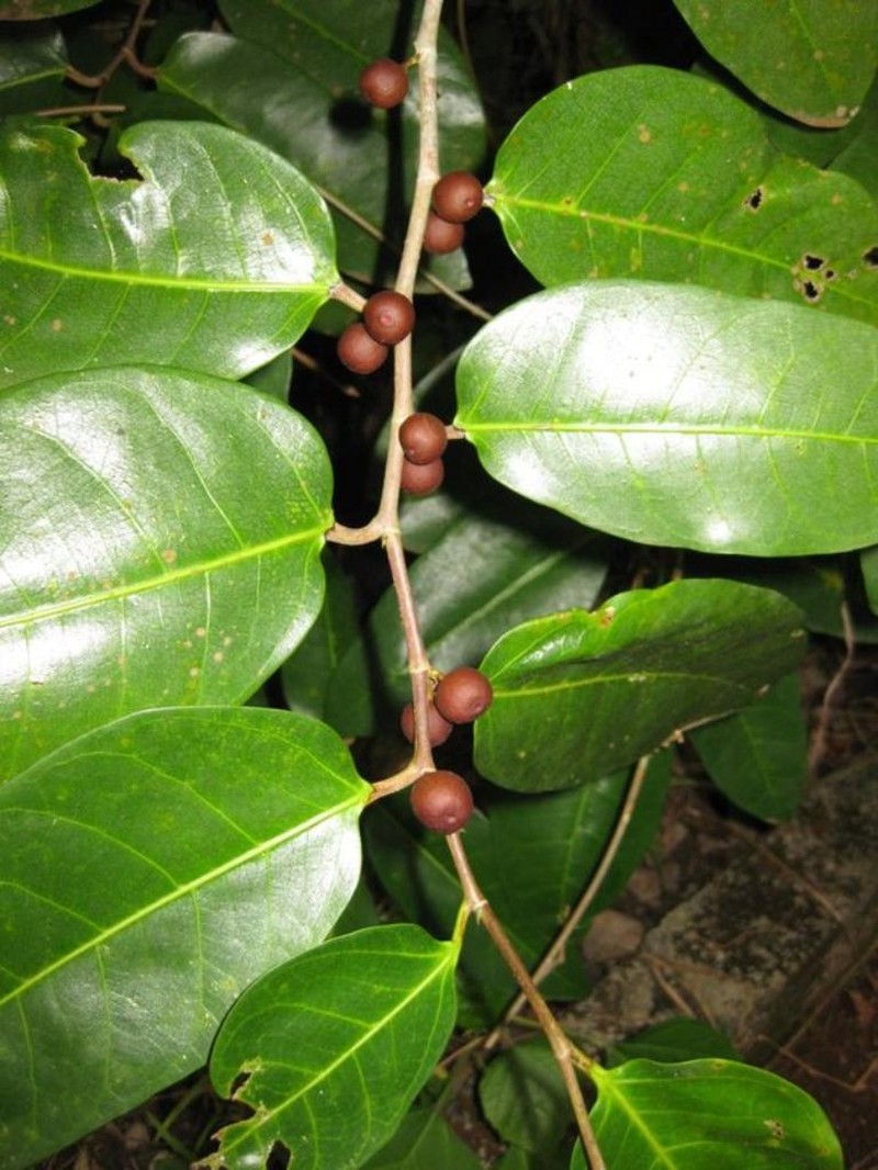 Ficus tinctoria subsp. tinctoria