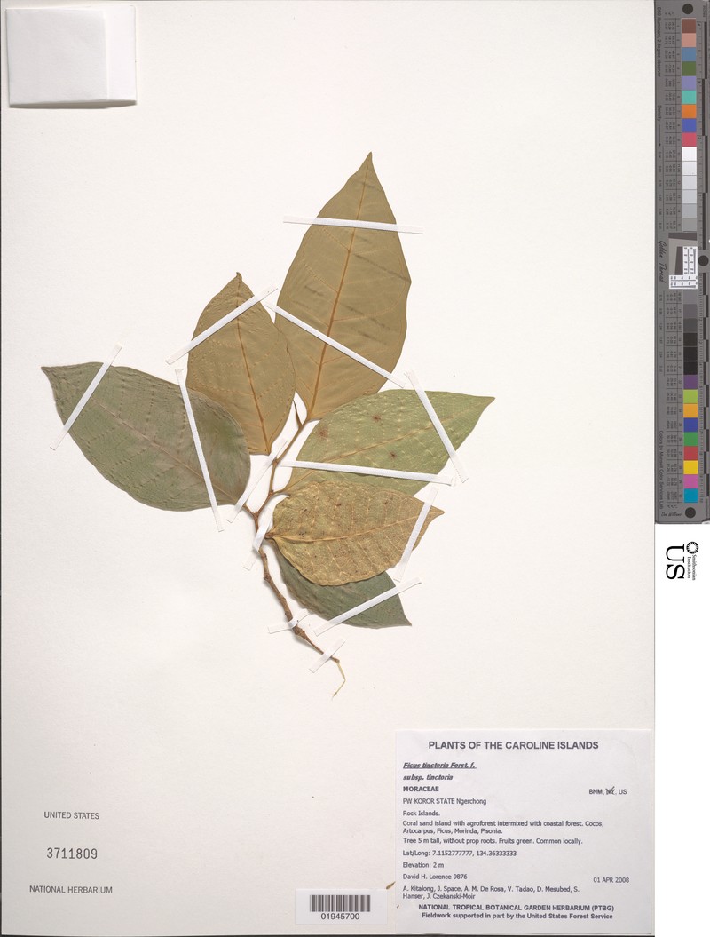 Ficus tinctoria subsp. tinctoria photo 2