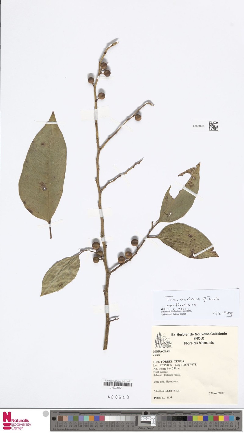 Ficus tinctoria subsp. tinctoria photo 3