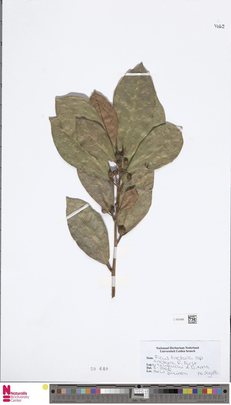 Ficus tinctoria subsp. tinctoria photo 4