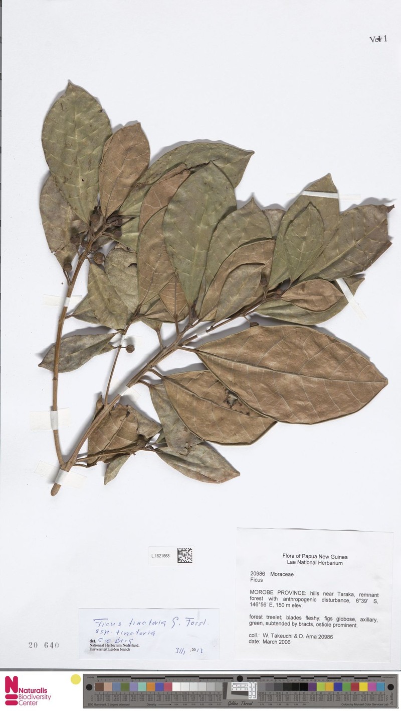 Ficus tinctoria subsp. tinctoria photo 5
