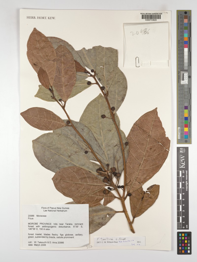 Ficus tinctoria subsp. tinctoria photo 6