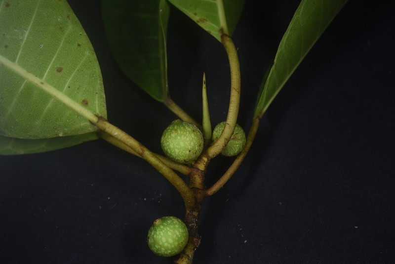 Ficus tonduzii