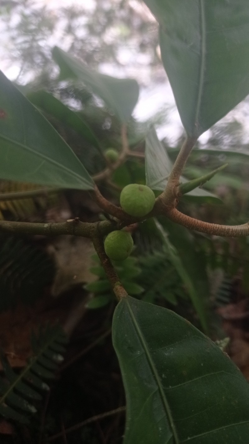 Ficus tonduzii photo 2