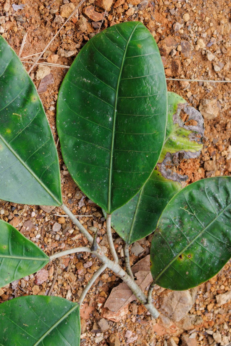 Ficus tonduzii photo 3