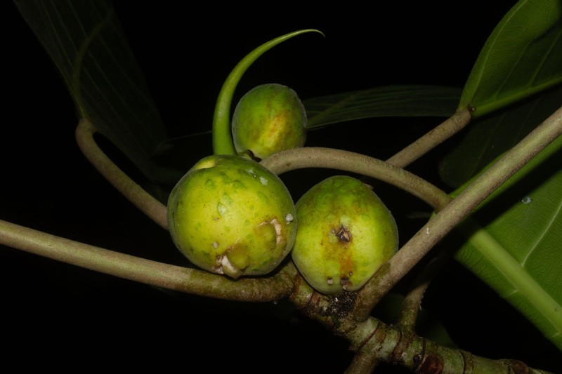 Ficus tonduzii photo 4
