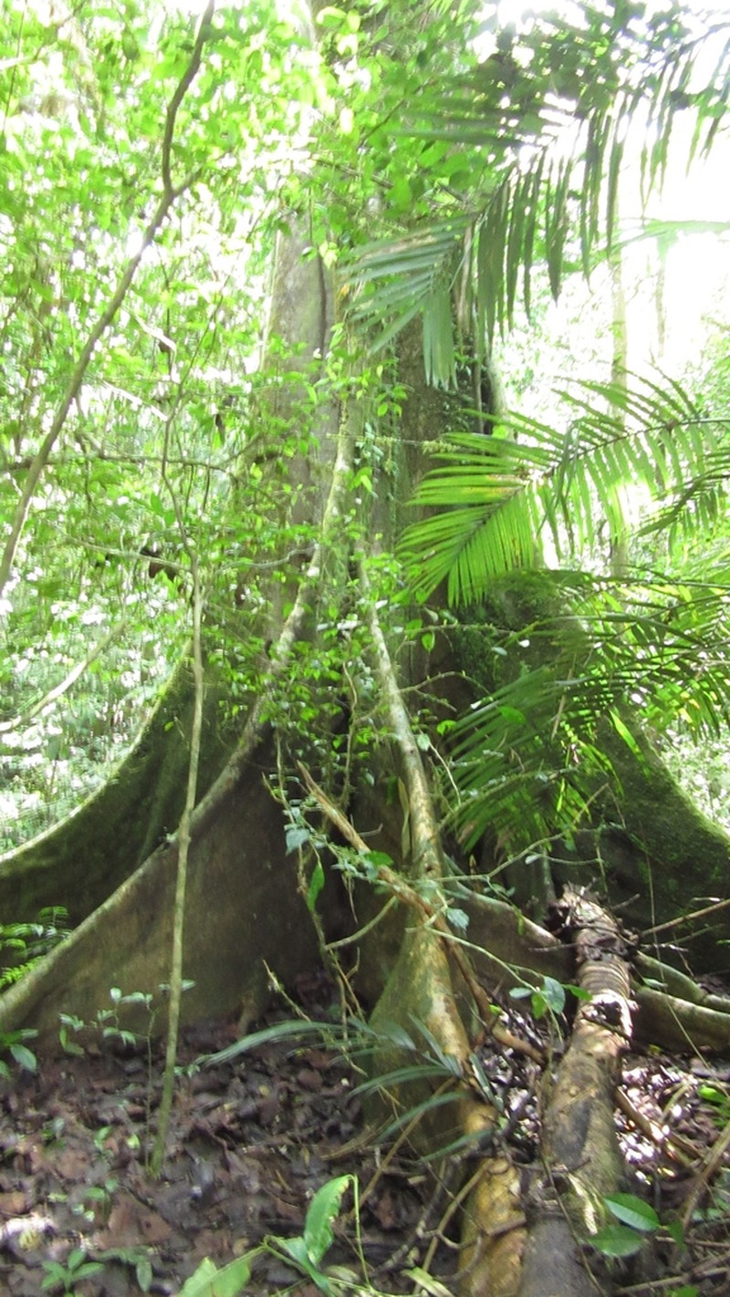 Ficus tonduzii photo 6