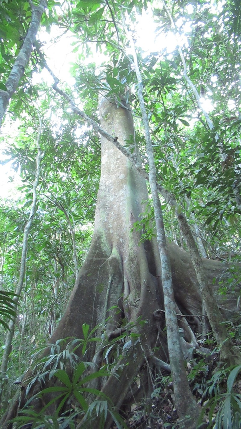 Ficus tonduzii photo 7