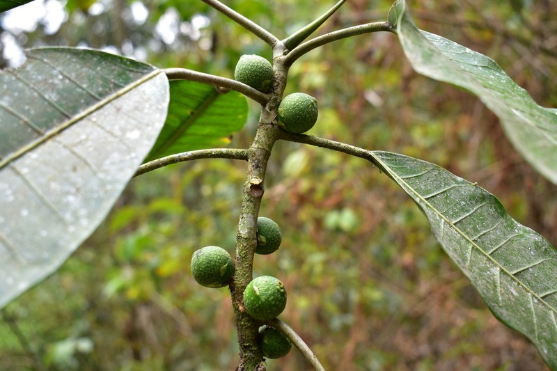 Ficus tonduzii photo 8