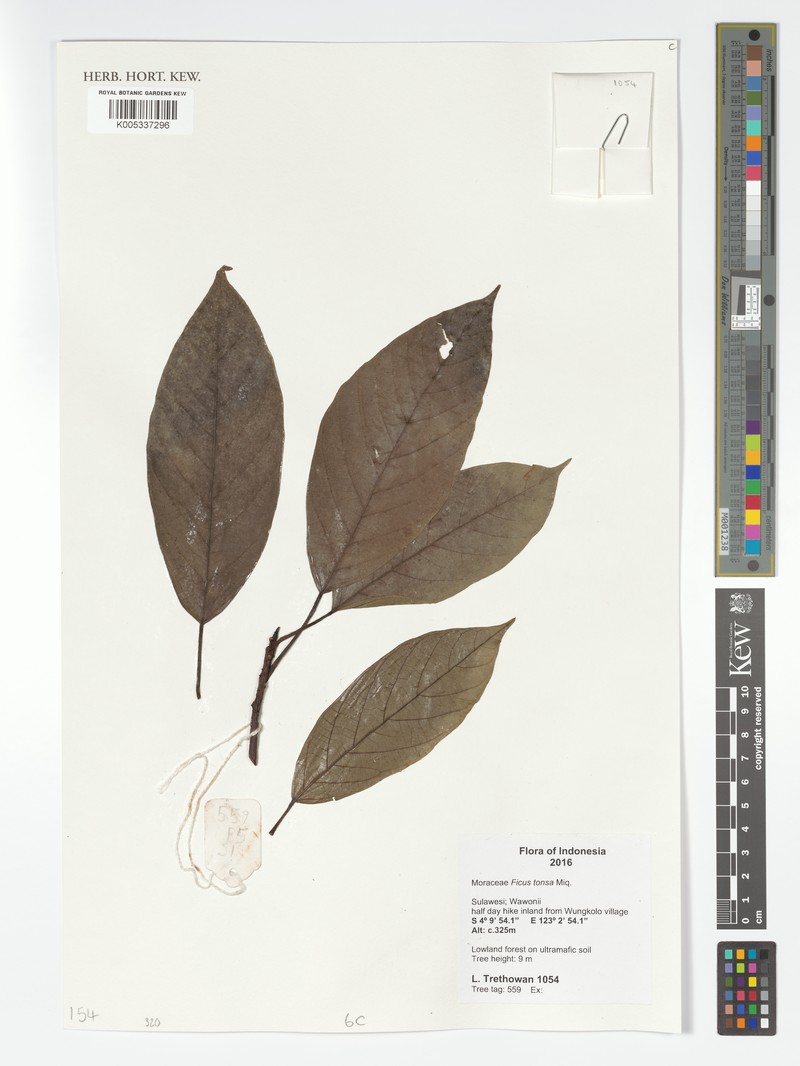 Ficus tonsa