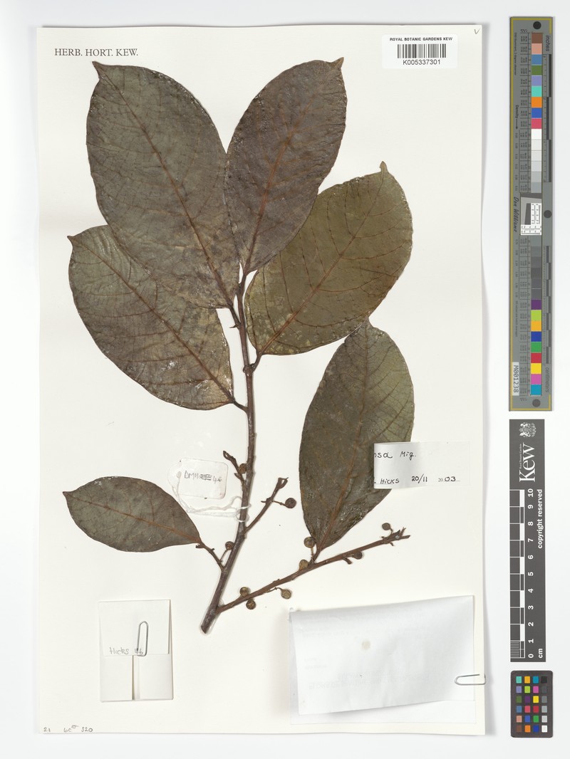 Ficus tonsa photo 3