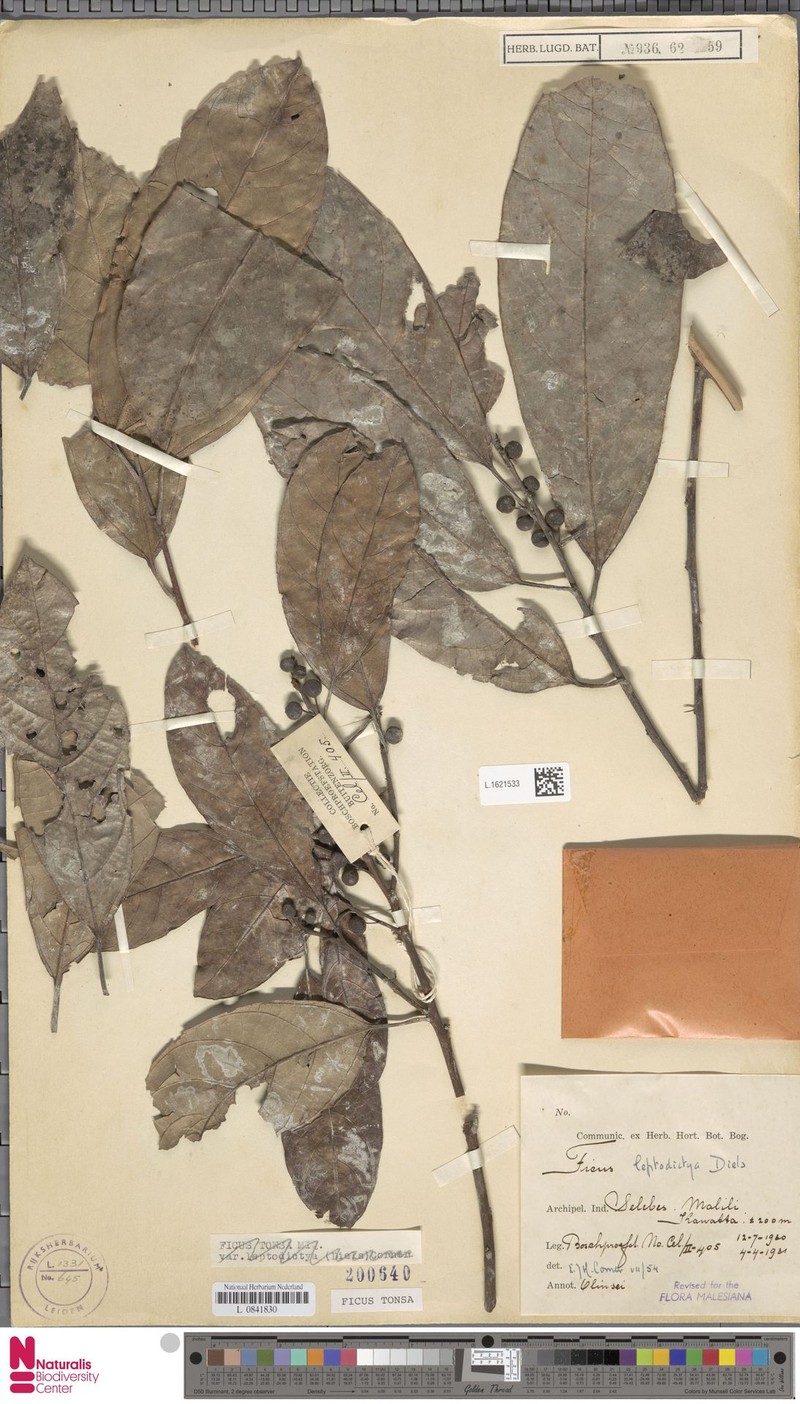 Ficus tonsa photo 4