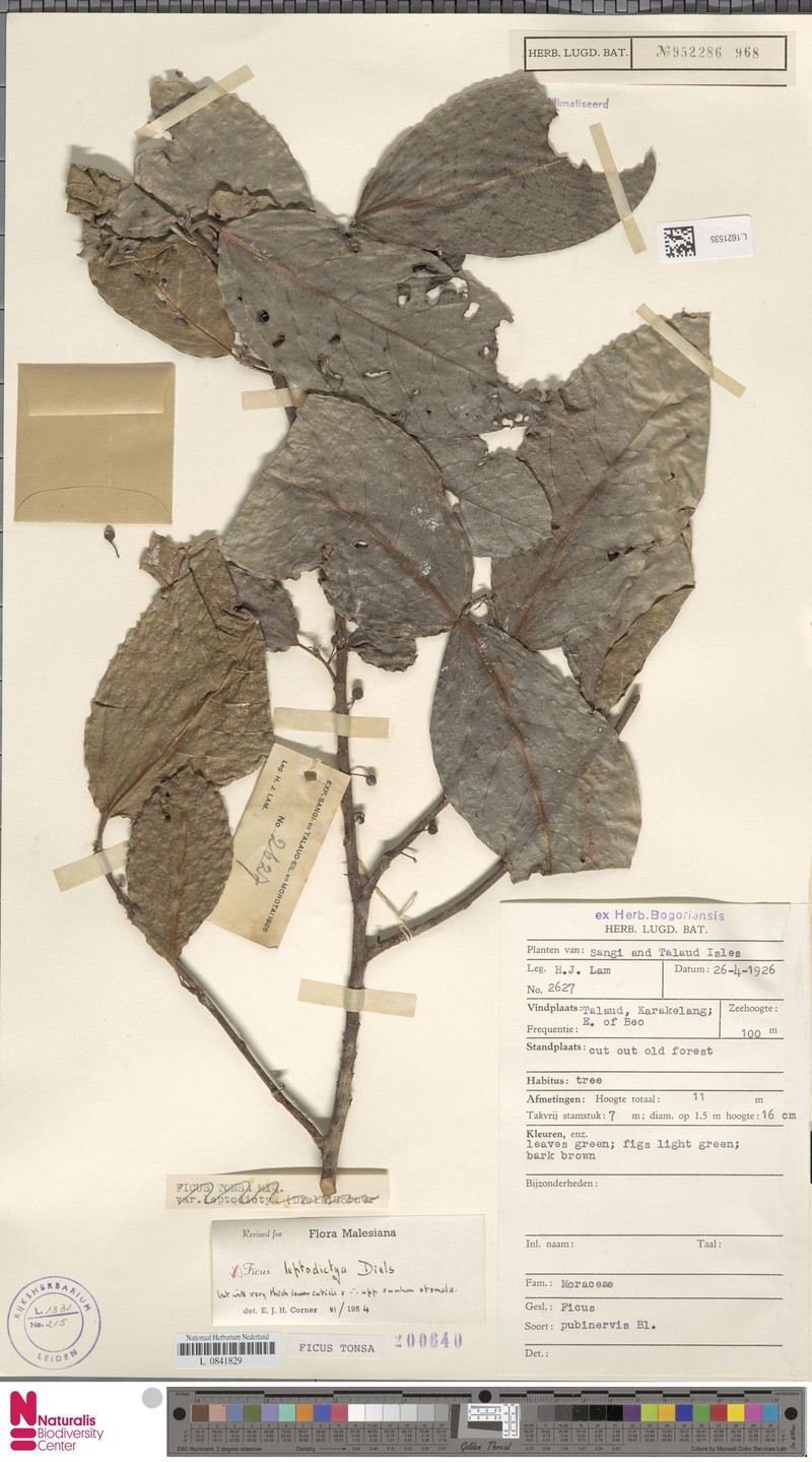 Ficus tonsa photo 5