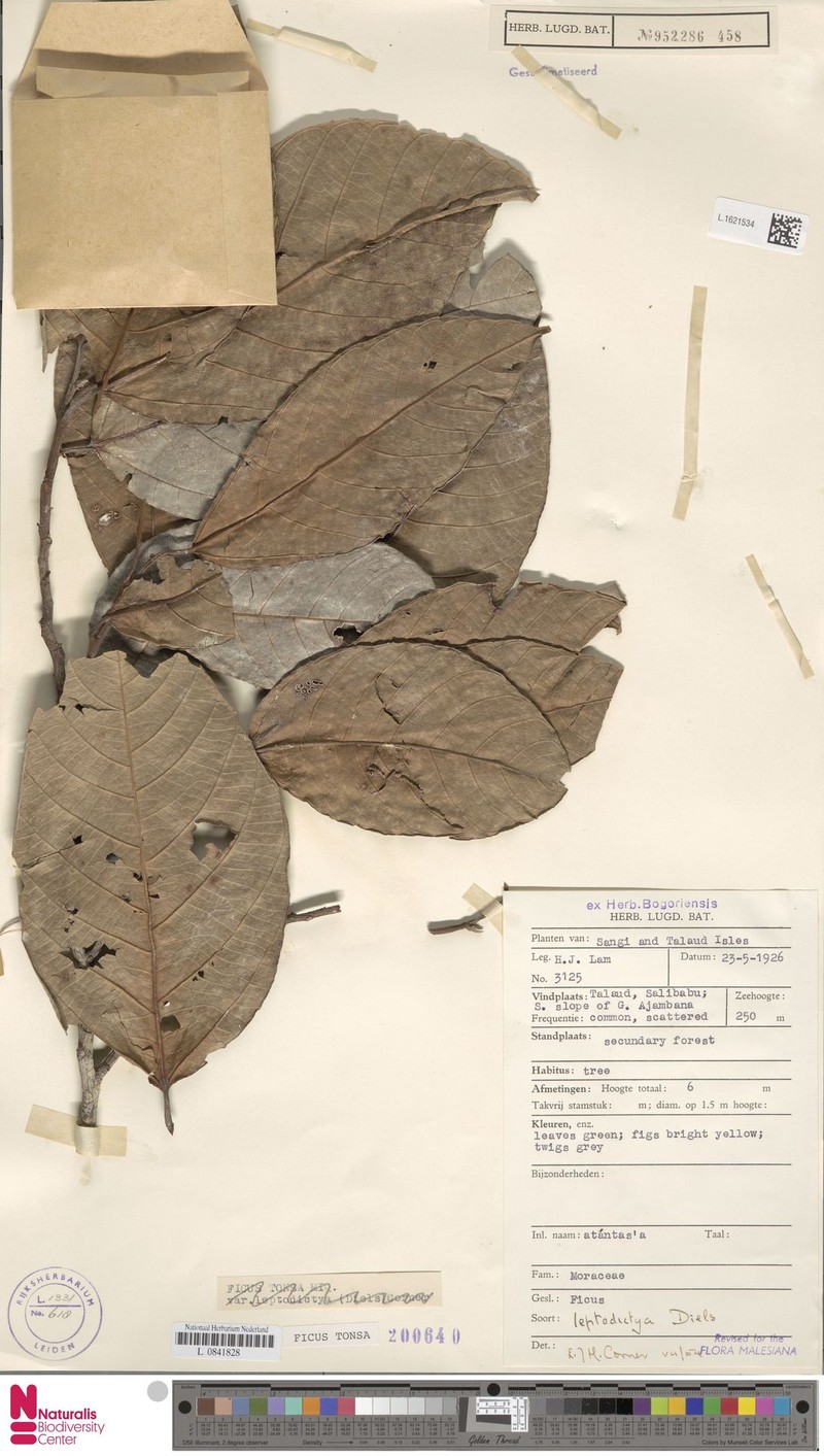 Ficus tonsa photo 6