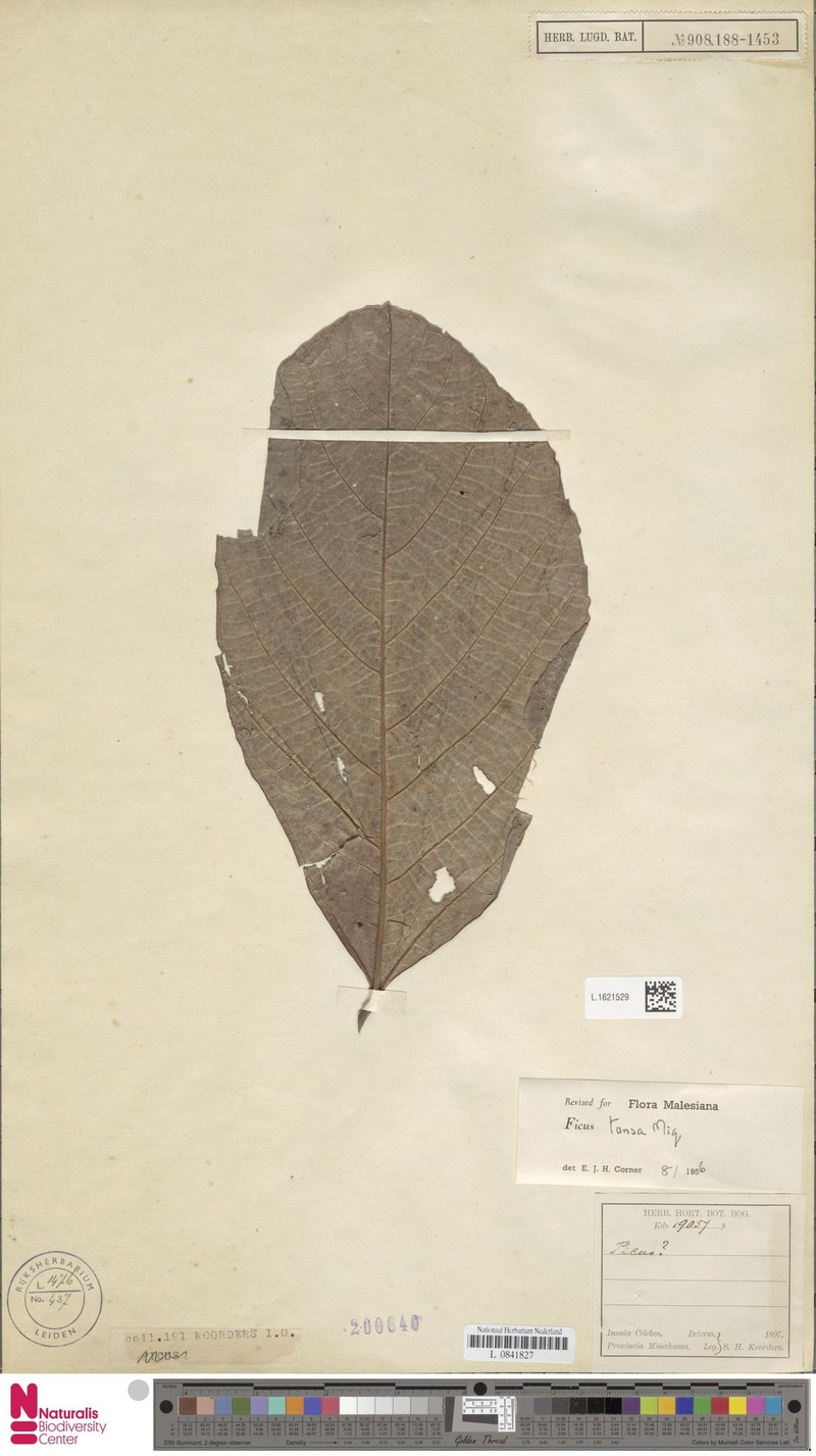 Ficus tonsa photo 7