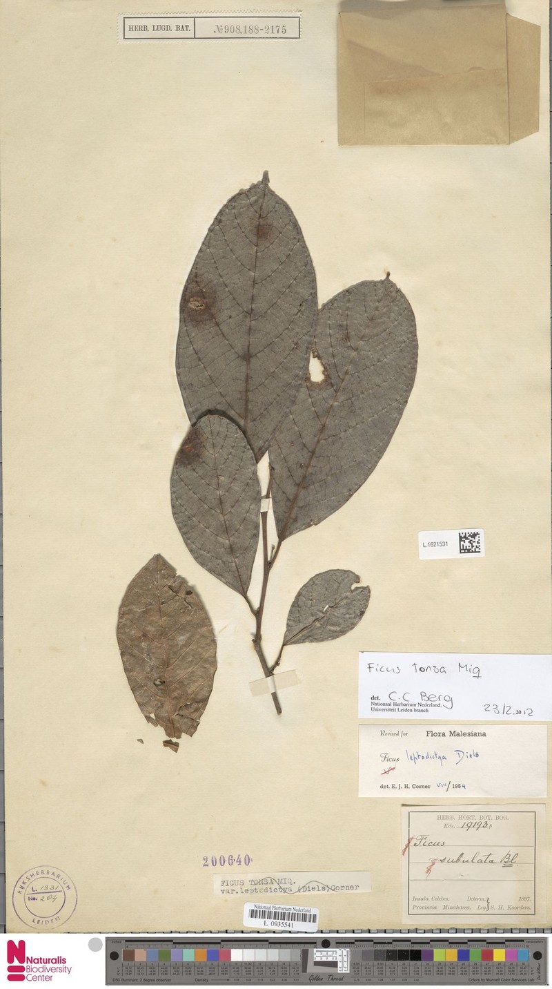 Ficus tonsa photo 8