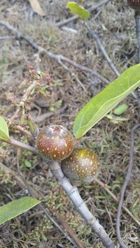 Ficus torrentium