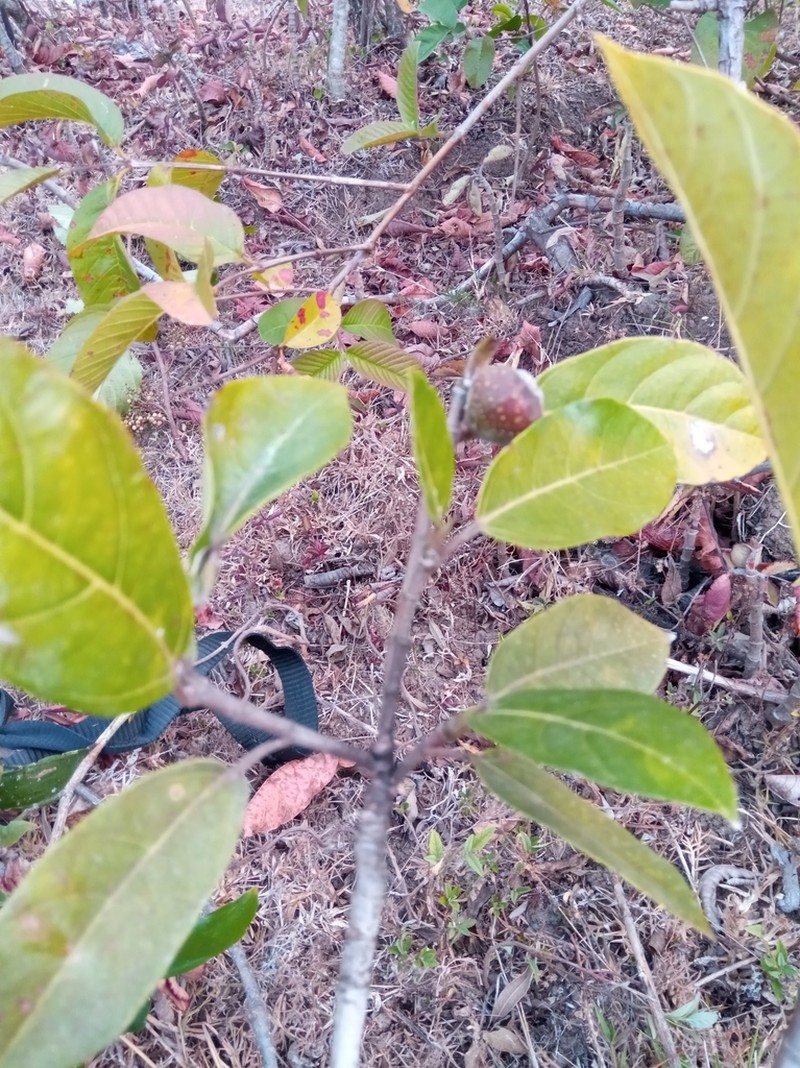 Ficus torrentium photo 2