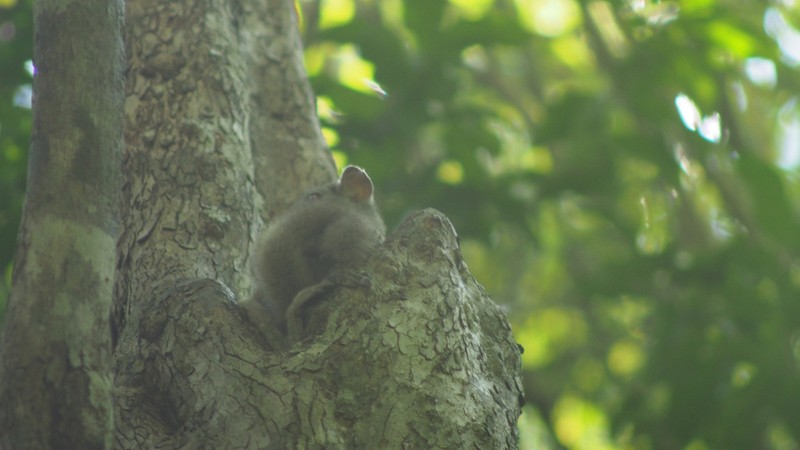 Ficus torrentium photo 3