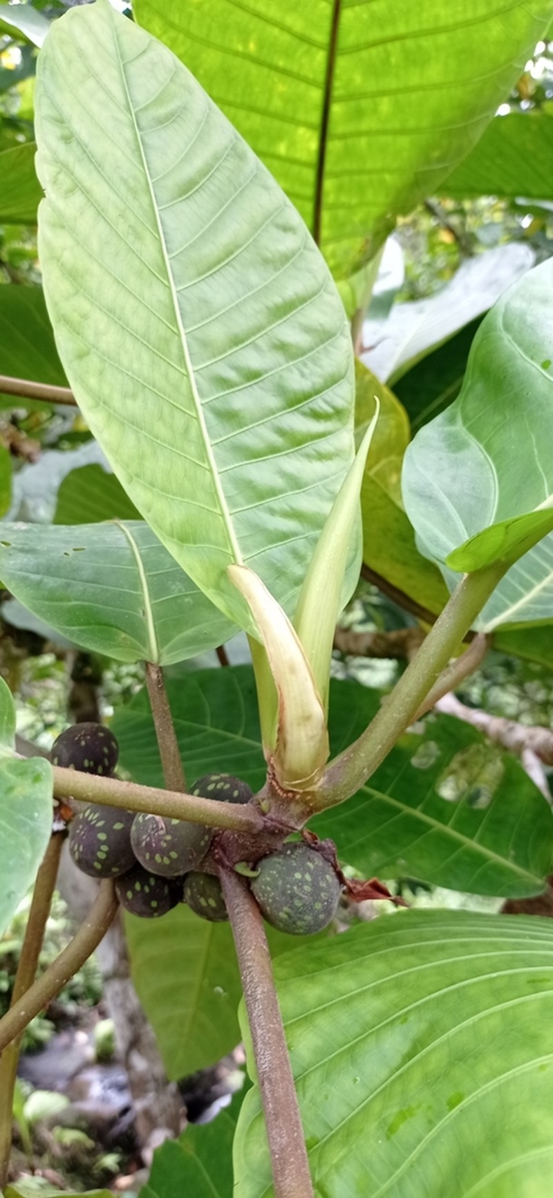 Ficus torresiana