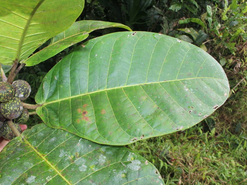 Ficus torresiana photo 3