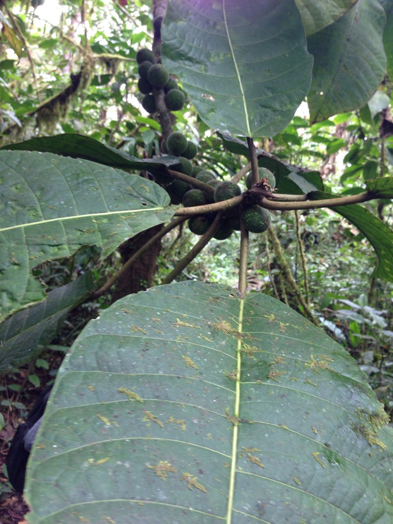 Ficus torresiana photo 4