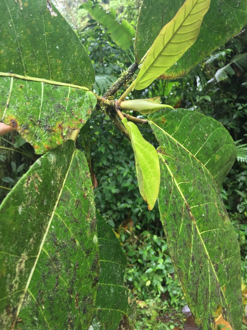Ficus torresiana photo 5