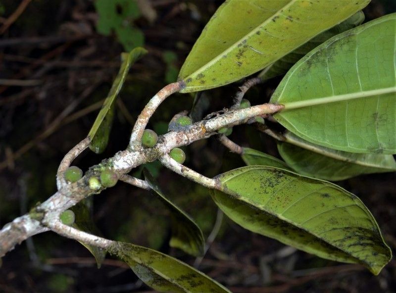 Ficus torresiana photo 6