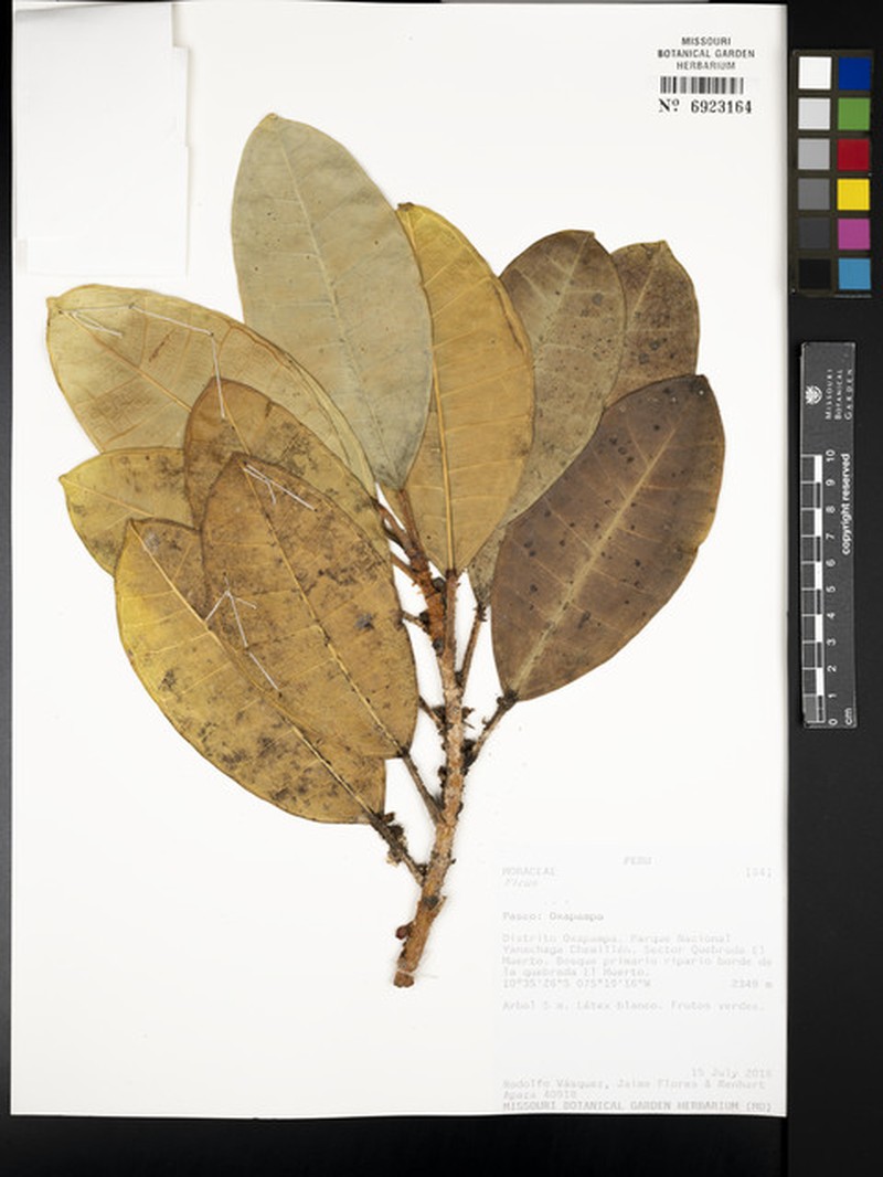 Ficus torresiana photo 7