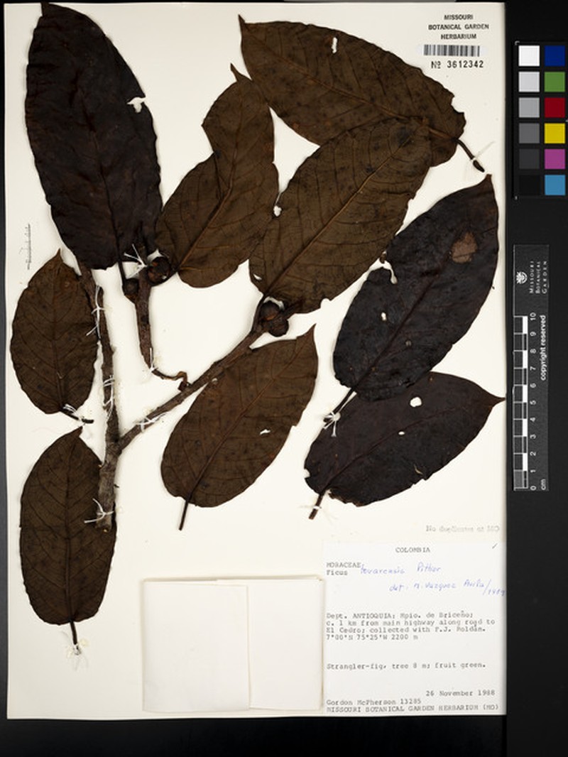 Ficus tovarensis