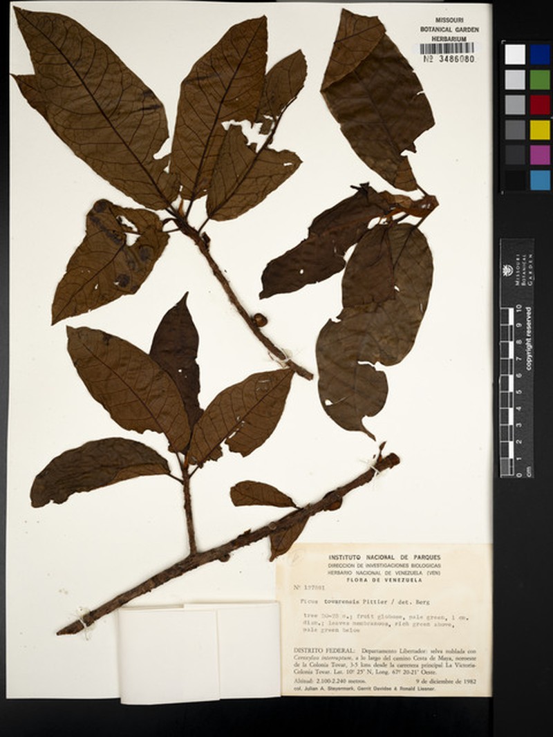 Ficus tovarensis photo 2