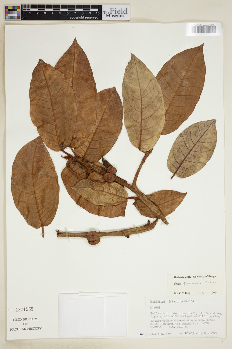 Ficus tovarensis photo 4