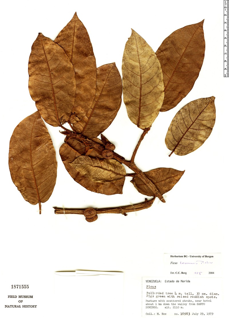 Ficus tovarensis photo 5