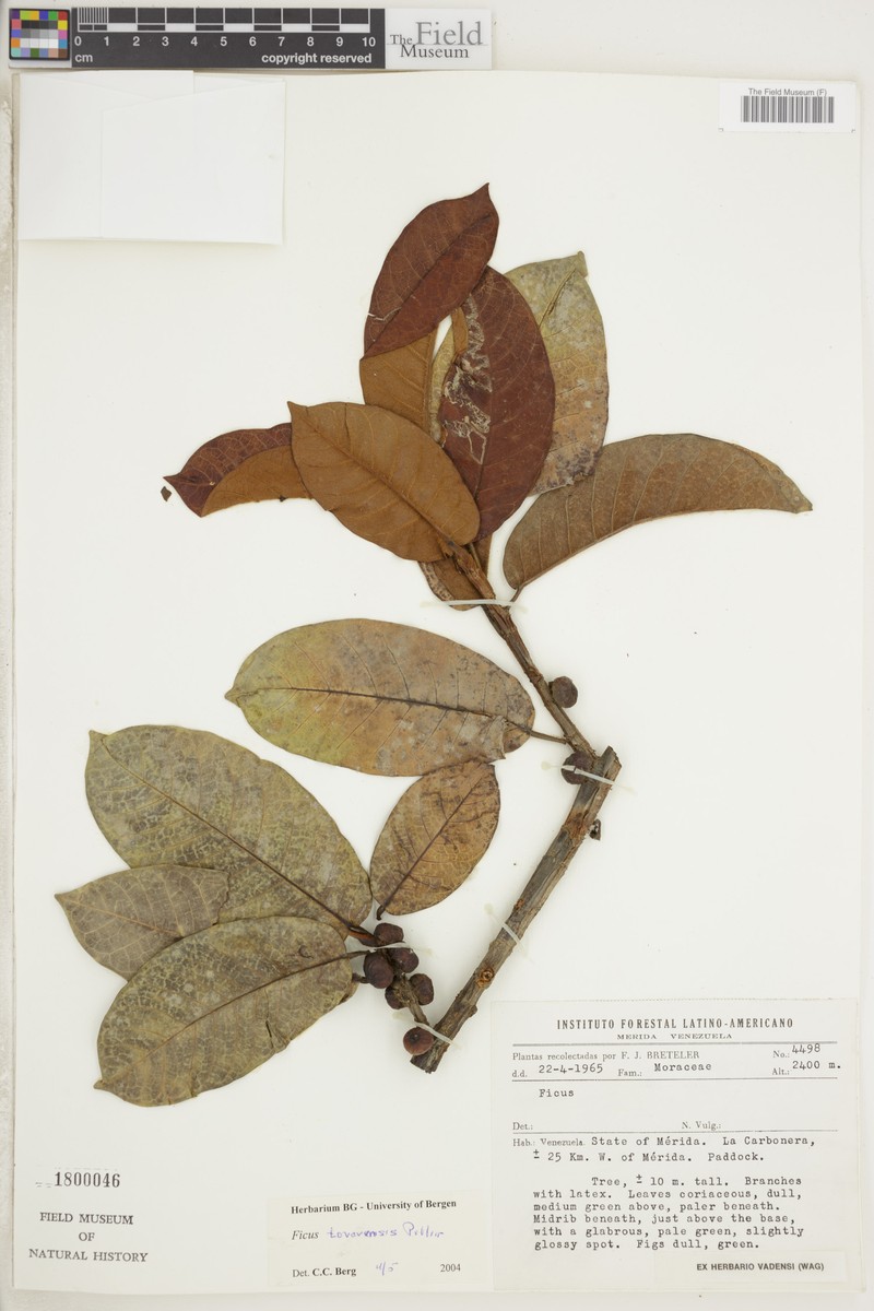Ficus tovarensis photo 6