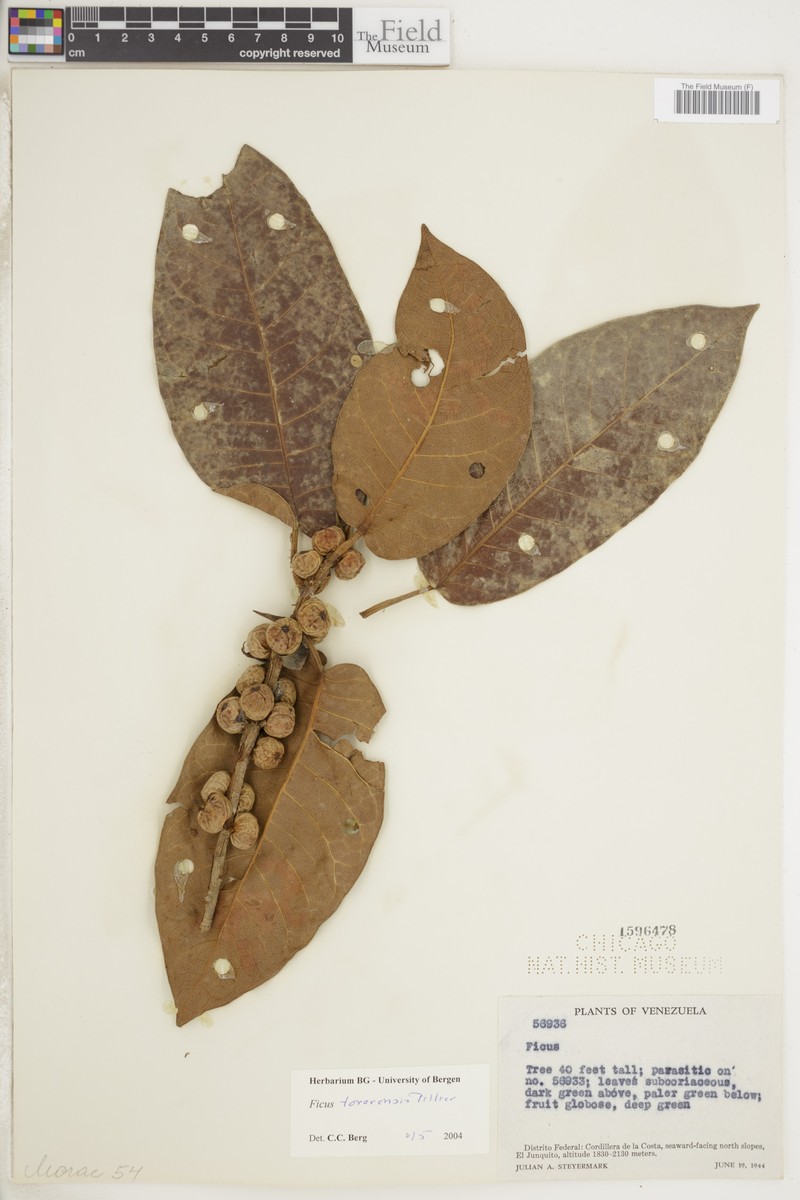 Ficus tovarensis photo 7