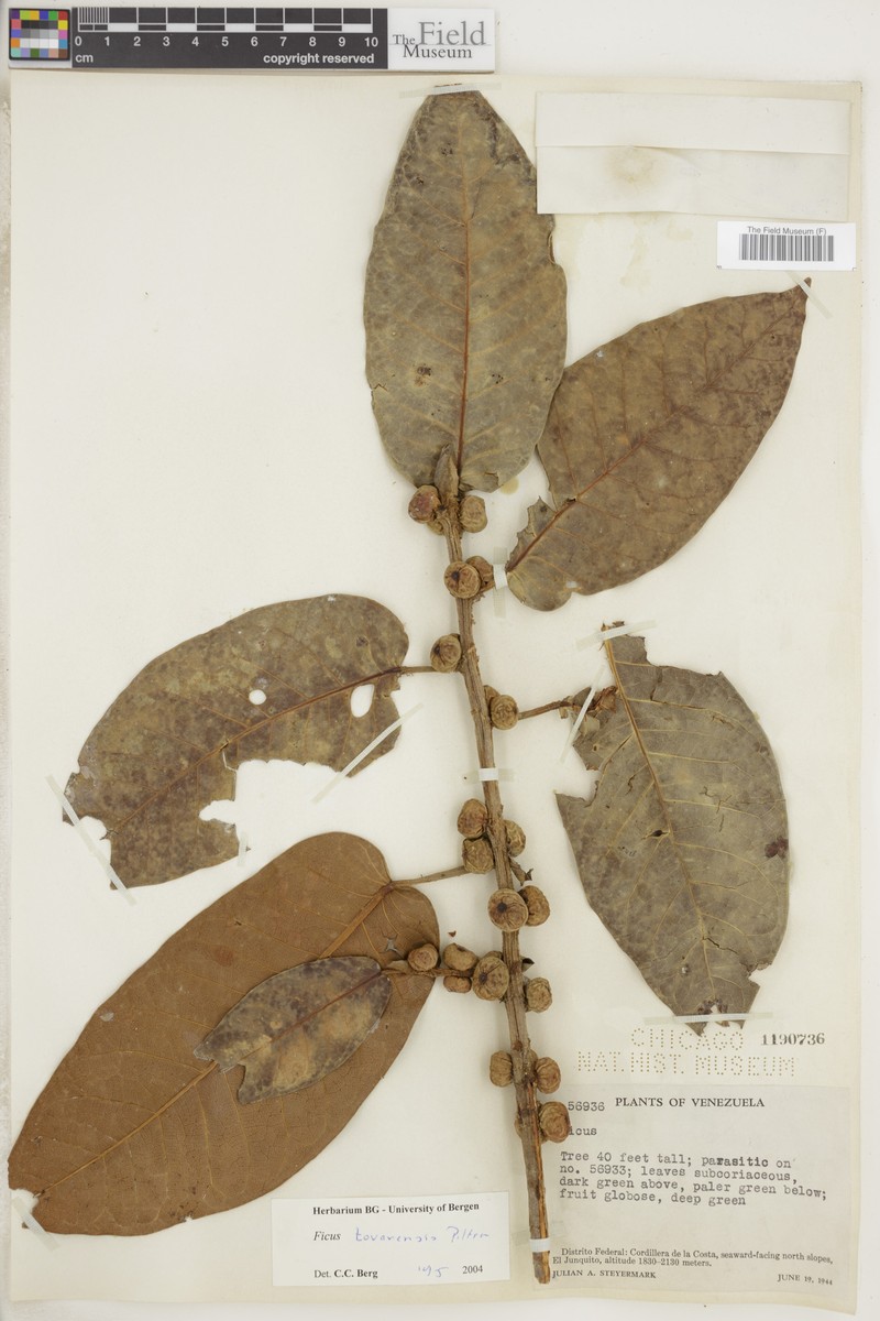 Ficus tovarensis photo 8