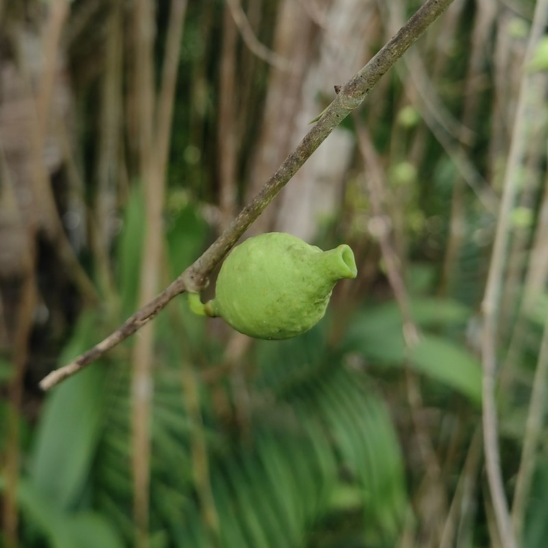 Ficus trachelosyce