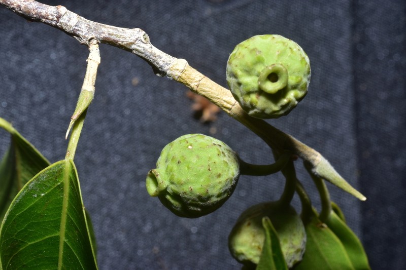 Ficus trachelosyce photo 2